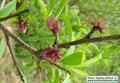 Prunus Persica
